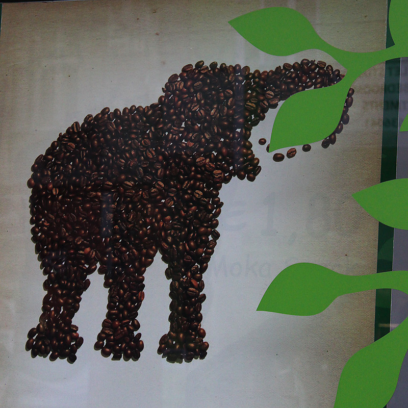 Kávový slon